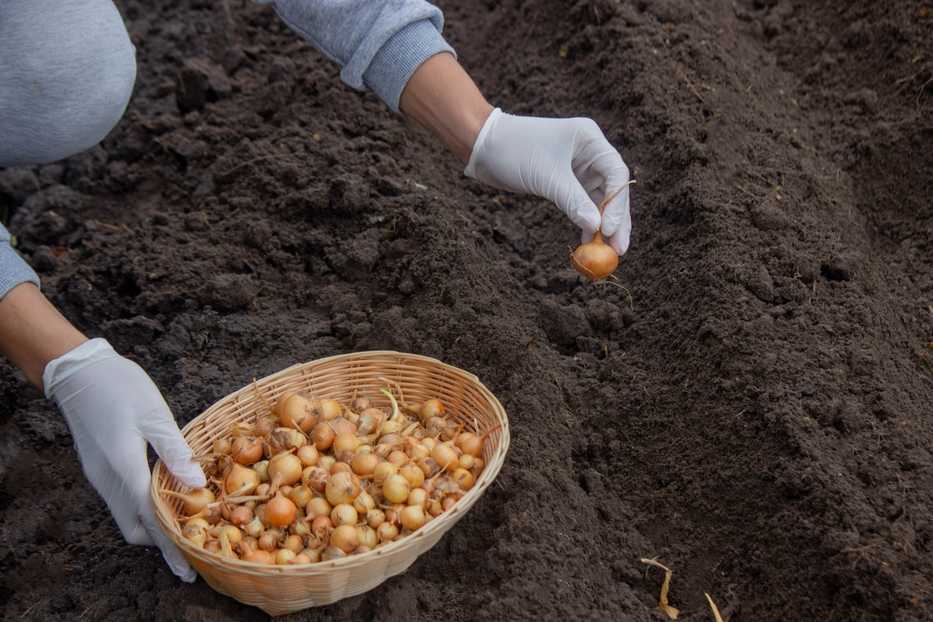 Zwiebeln richtig stecken Schritt-für-Schritt-Anleitung für eine reiche Ernte