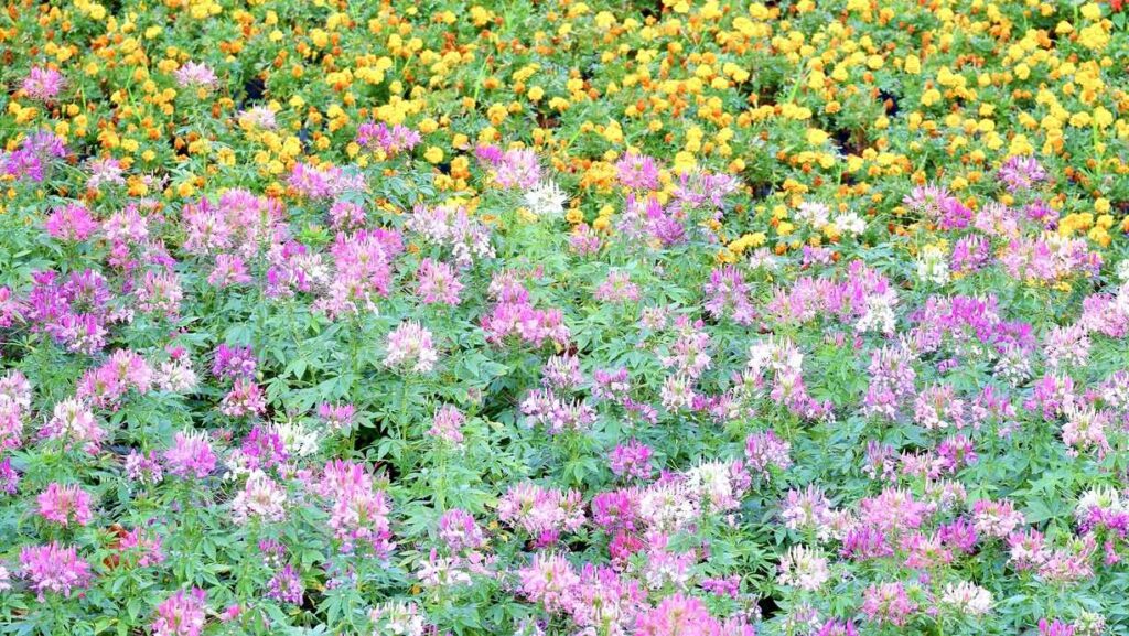 Blumenwiese anlegen Tipps für ein blühendes Paradies