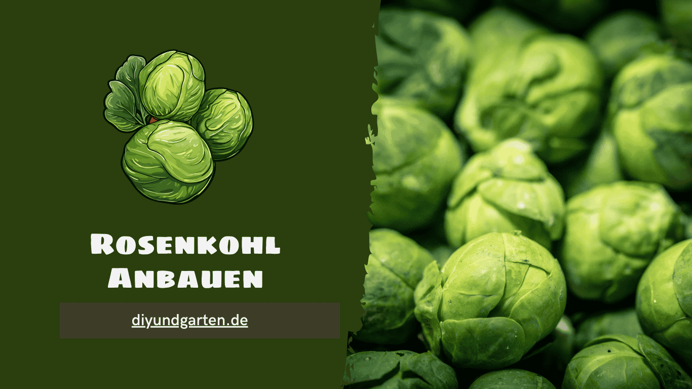 Rosenkohl Anbauen