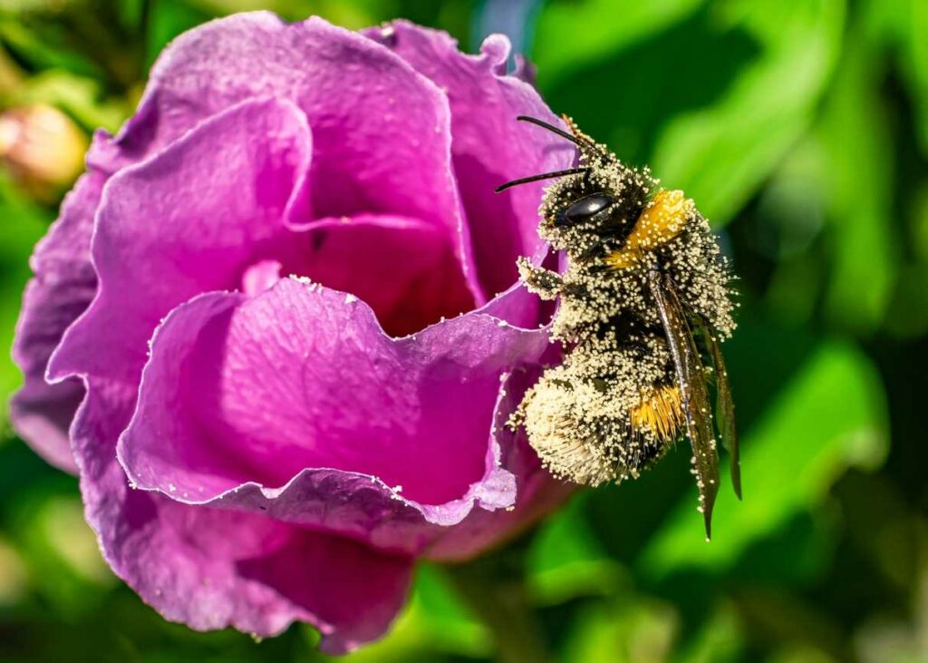 Warum Bienen und Schmetterlinge sie lieben