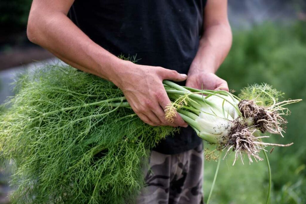 2.5. Erntezeit Wann ist Ihr Fenchel bereit für die Küche