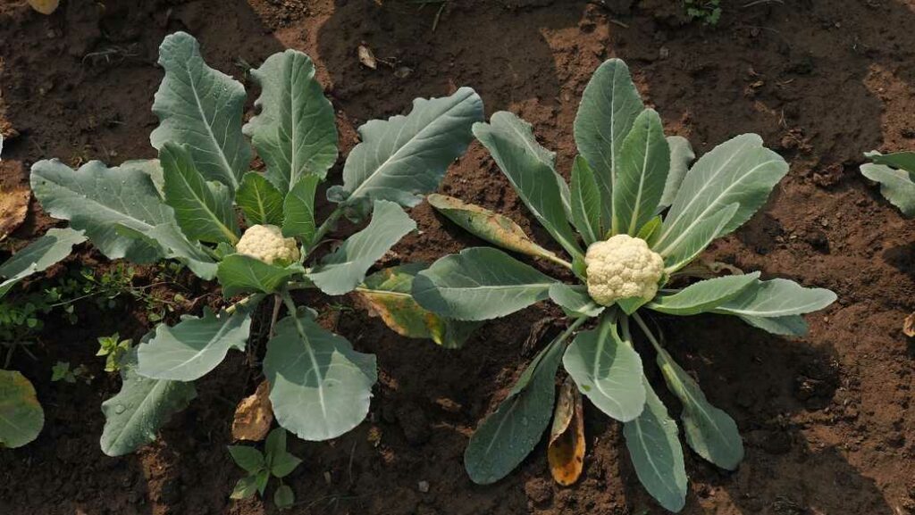 Blumenkohl anbauen So züchten Sie knackige Köpfe im eigenen Garten – fast wie von selbst!