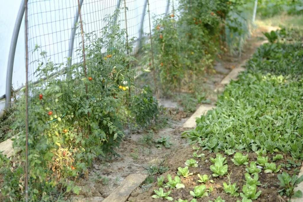 Der perfekte Standort und die richtige Pflanzung So fühlen sich Tomaten wohl