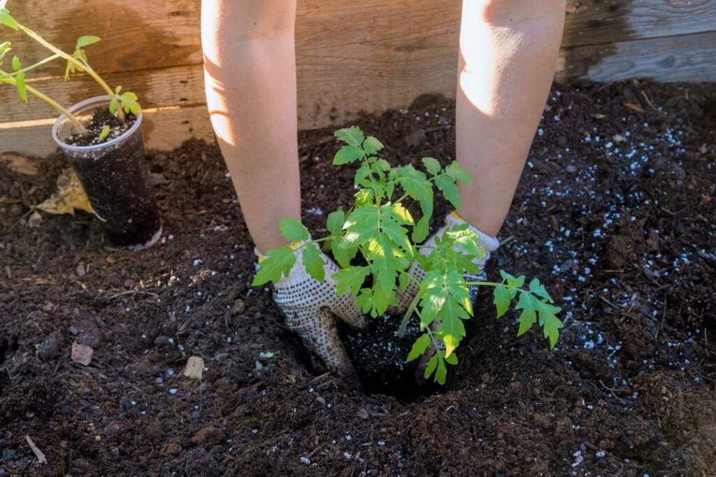 Die richtige Vorbereitung Basis für gesunde Tomatenpflanzen und maximalen Ertrag