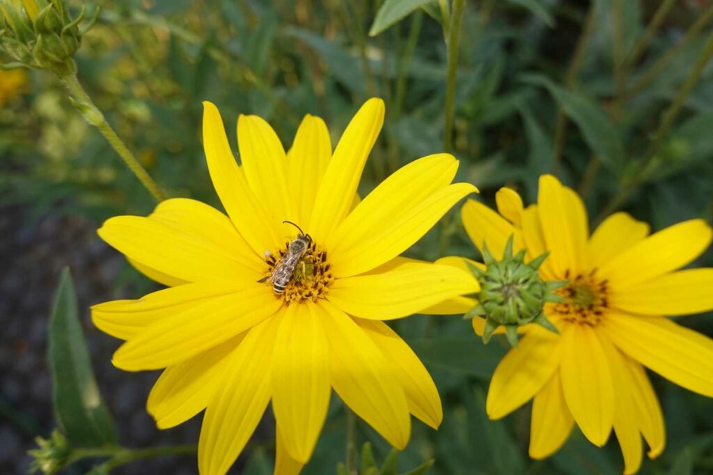 Ein Beitrag zur Biodiversität Topinambur als Bienenweide und Nahrungsquelle
