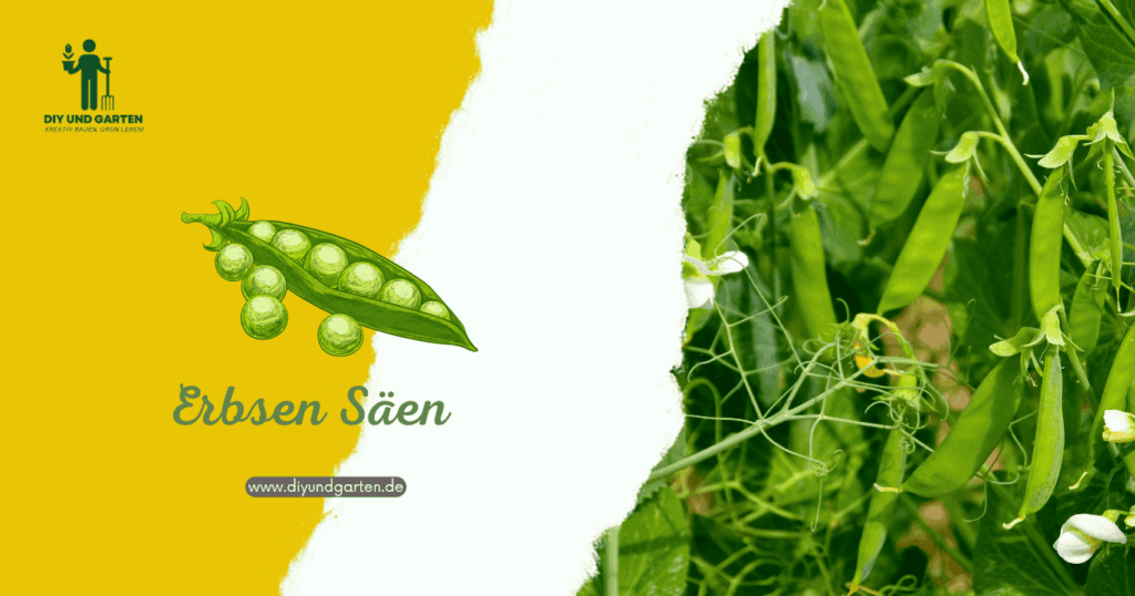 Erbsen säen Anleitung für reiche Ernte im Garten