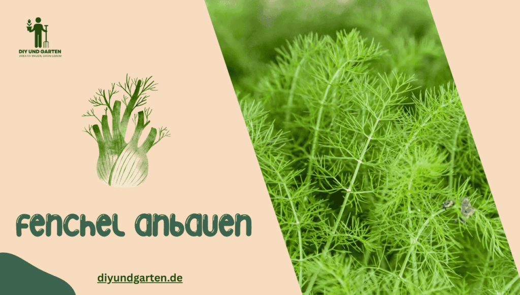 Fenchel anbauen