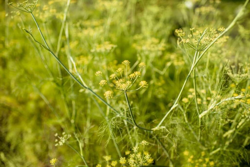 Fenchel anbauen – Ihr grünes Daumen-Abenteuer beginnt!