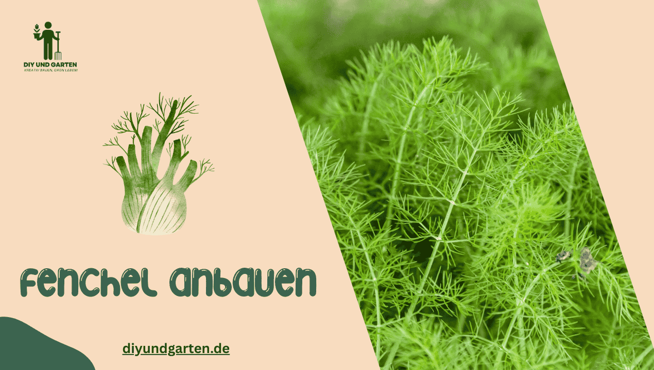 Fenchel anbauen