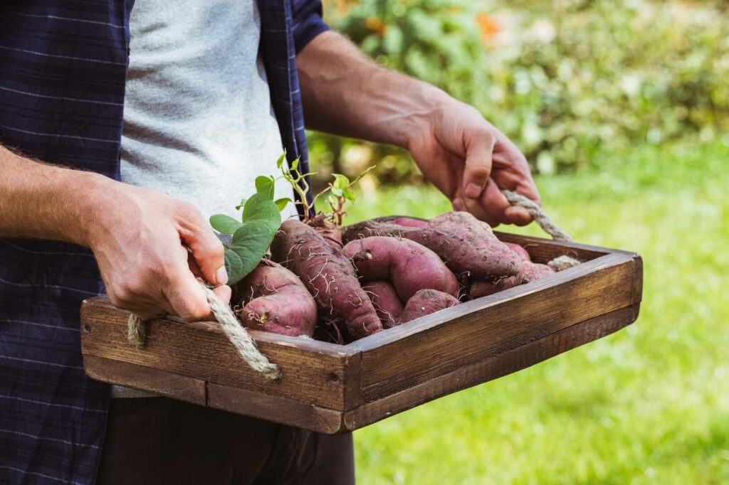 Ihr Weg zur eigenen Süßkartoffel-Ernte Anbau-Tipps von A bis Z