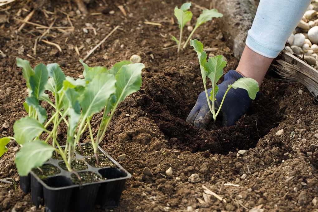 Jungpflanzen setzen So gelingt der Umzug ins Beet