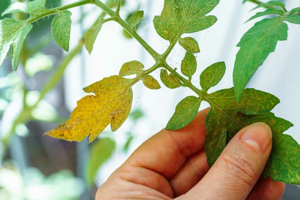 Krankheiten und Schädlinge bei Tomaten Erkennen, vorbeugen und natürlich bekämpfen