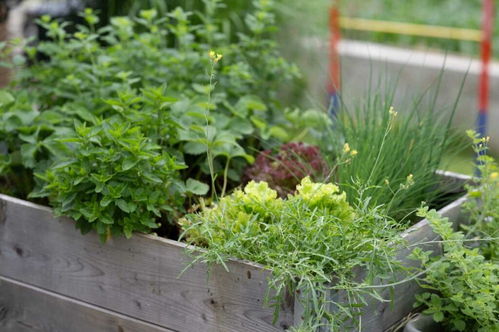 Kräutergarten anlegen So züchten Sie Ihr eigenes Grünzeug – ganz ohne Hexerei!