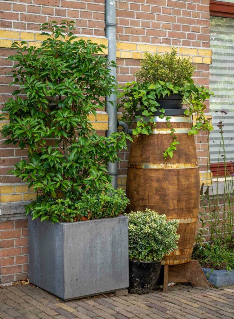 Lebendige Verkleidung Regentonnen mit Pflanzen begrünen