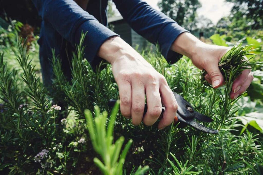 Schnitt und Ernte So bleibt Ihr Garten buschig und Ihre Küche glücklich