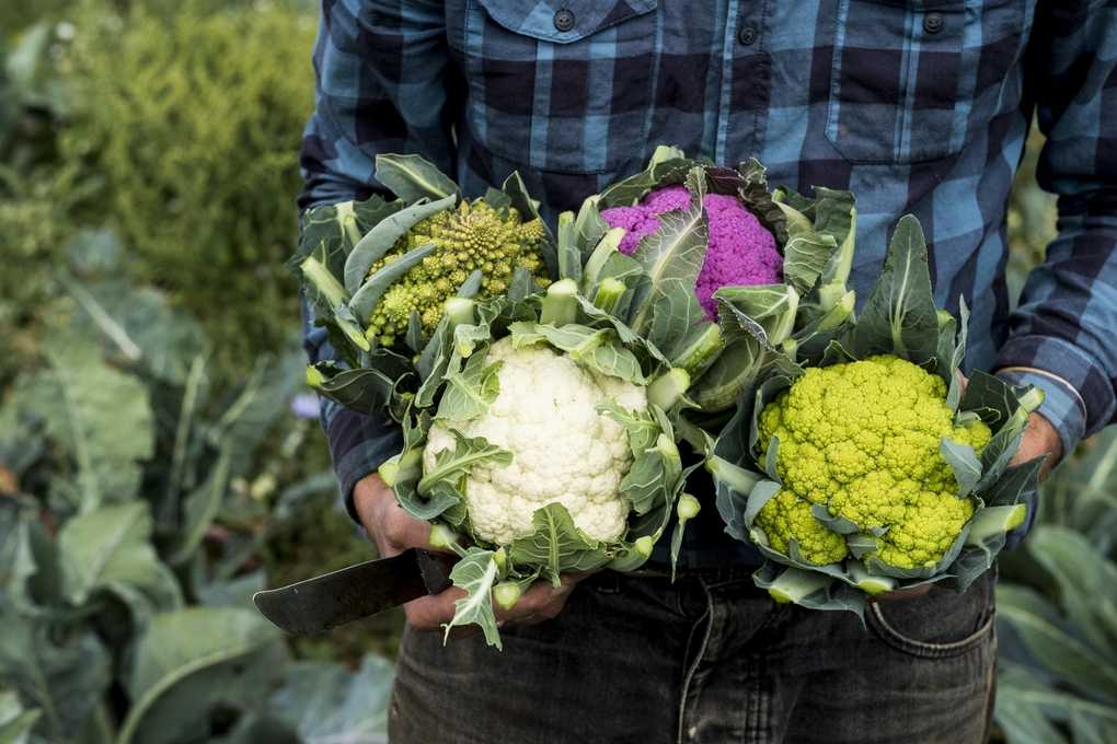 Sortenwahl für Kenner Welcher Blumenkohl darf's denn sein