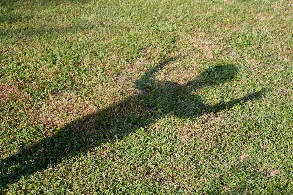 Spezifische Herausforderungen für Rasen im Schatten