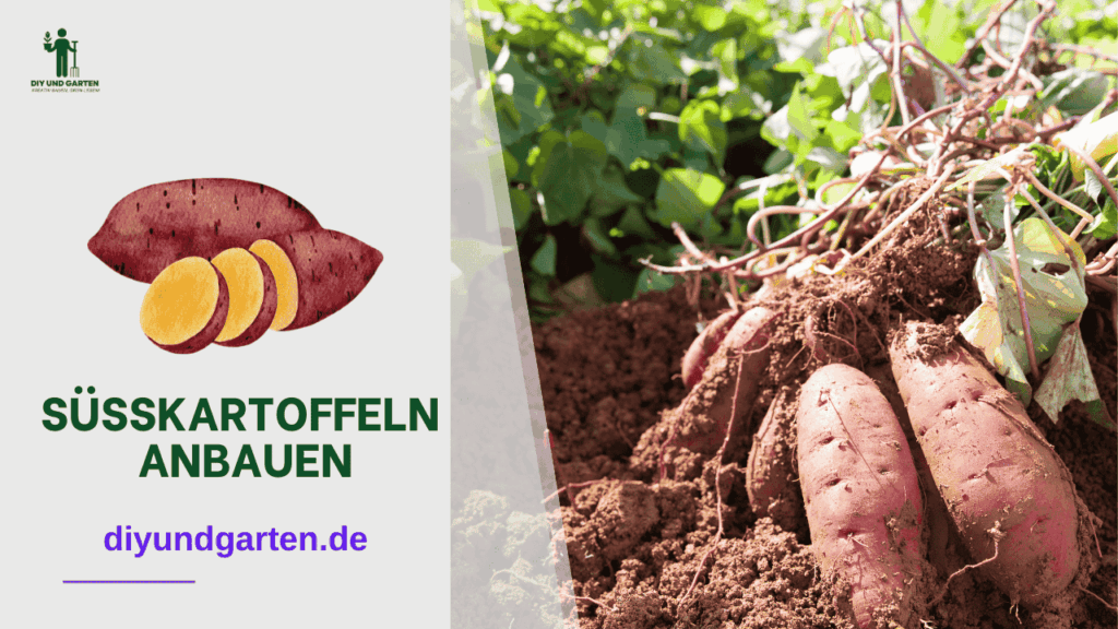 Süßkartoffeln anbauen