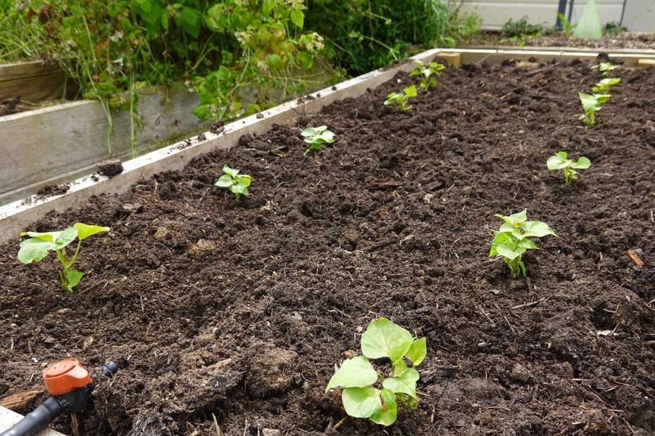Süßkartoffeln anbauen im Kübel oder Hochbeet Was ist zu beachten
