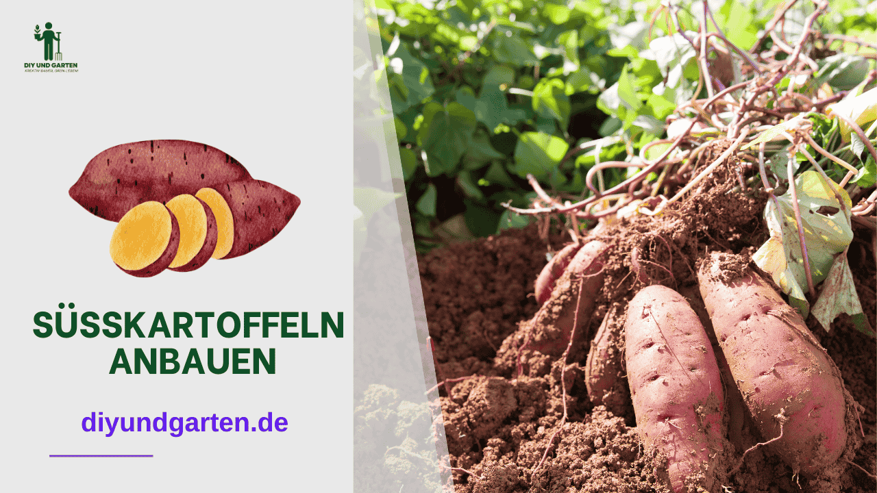 Süßkartoffeln anbauen