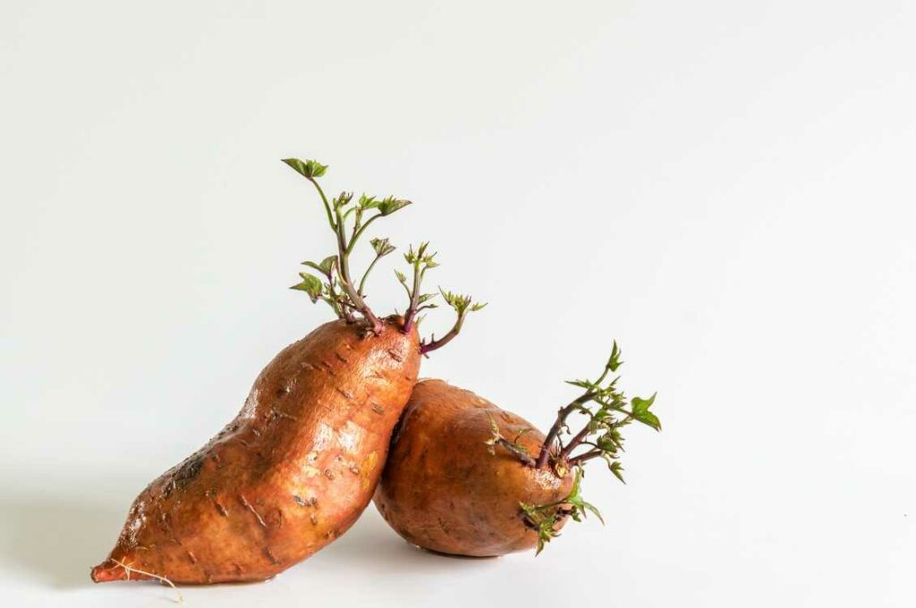 Süßkartoffeln selber vermehren: Von der Knolle zur Jungpflanze