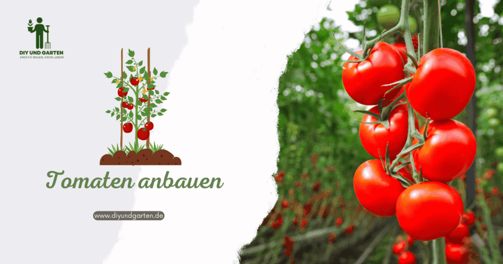 Tomaten anbauen Dein ultimativer Ratgeber für eine reiche Ernte von Balkon bis Garten