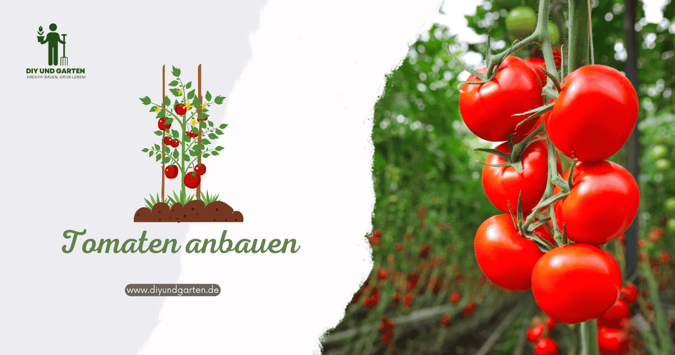 Tomaten anbauen Dein ultimativer Ratgeber für eine reiche Ernte von Balkon bis Garten