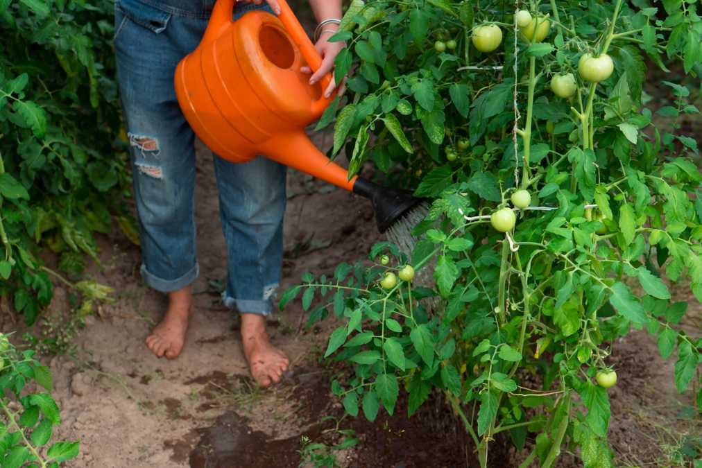 Tomaten pflegen wie ein Profi Von Wasser bis Schnitt für aromatische Früchte