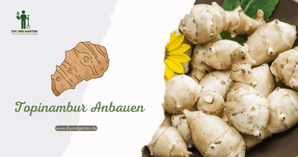 Topinambur anbauen Ihr umfassender Ratgeber zur pflegeleichten Erdbirne