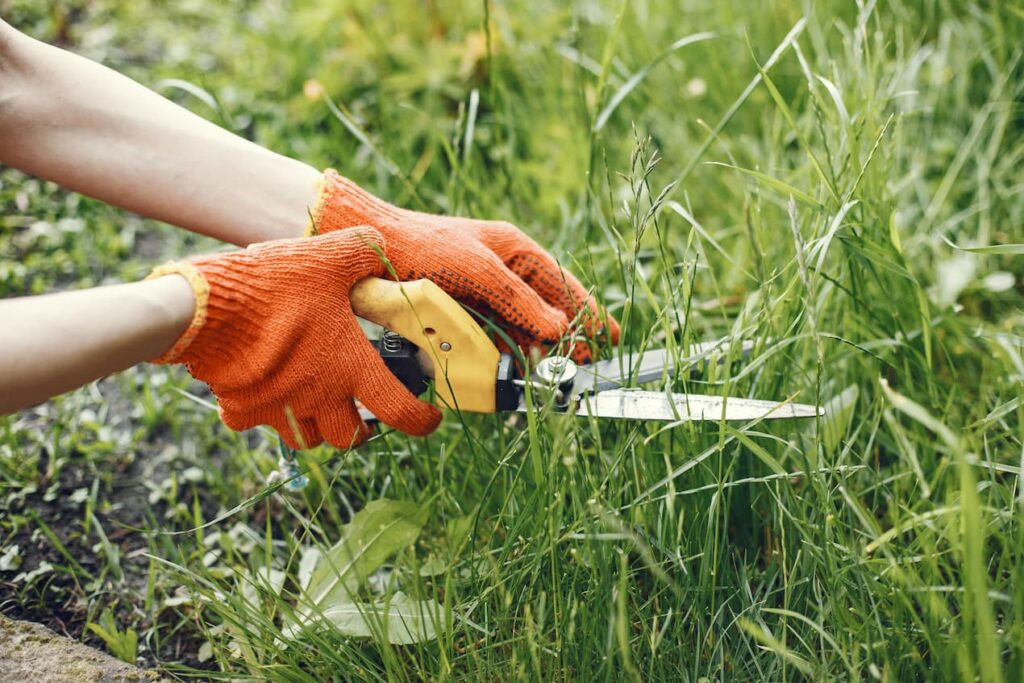 Typische Frühjahrsunkräuter im Rasen erkennen und bekämpfen