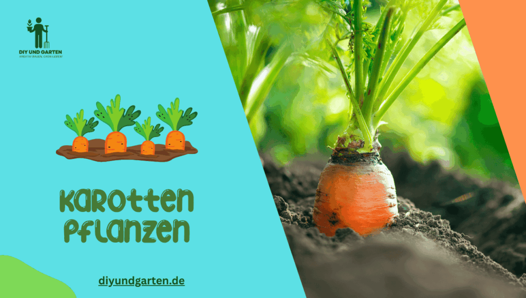 Karotten pflanzen So starten Sie die Operation Orange für eine knackige Ernte!