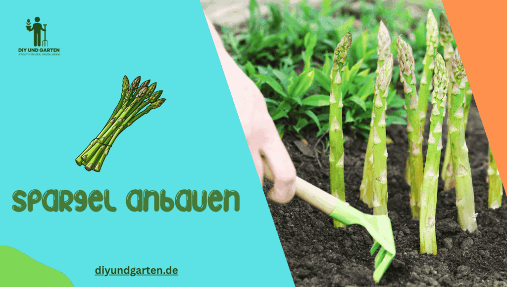 Spargel anbauen: Ihr kompletter Ratgeber für eine reiche Ernte