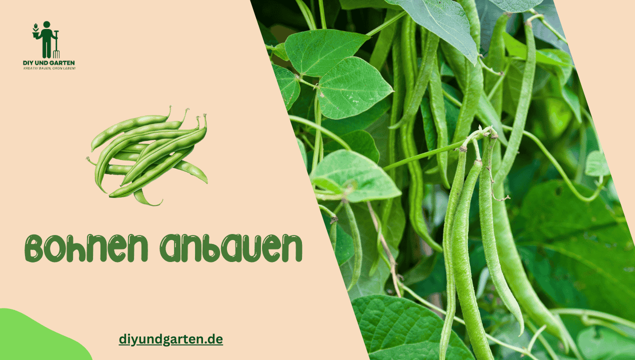 Bohnen anbauen