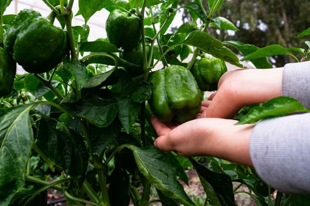 Die Ernte Wann Paprika reif sind und wie du sie lagerst