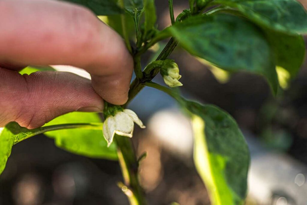 Paprika schneiden und ausgeizen Die Königsblüte entfernen