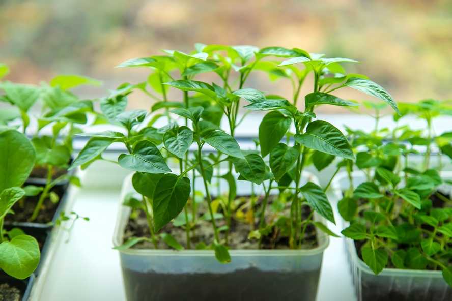 Schritt-für-Schritt-Anleitung: Paprika auf der Fensterbank anziehen
