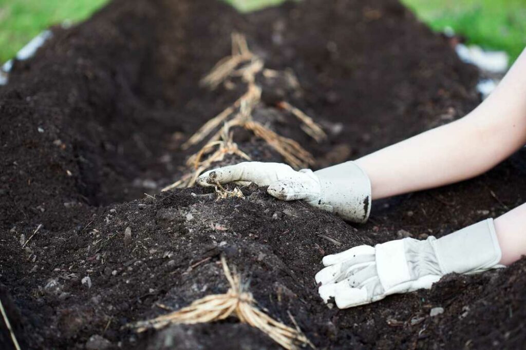 Schritt-für-Schritt-Anleitung So legen Sie Ihr Spargelbeet richtig an